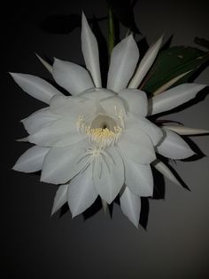a large white flower is in the dark