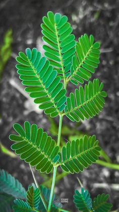 a close up of a green leaf on a plant with dirt in the back ground
