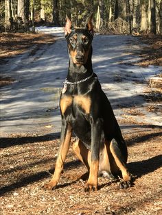 a large black and brown dog sitting on top of a dirt road next to trees