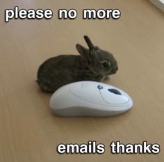 a rabbit sitting next to a computer mouse on top of a wooden floor with the caption please no more emails thanks