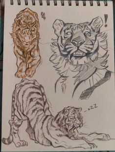 three different colored pencil drawings of tiger and tigerdogs, one on the ground
