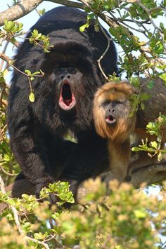 two monkeys in a tree with their mouths open
