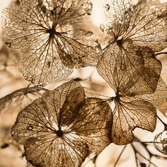 some leaves are hanging from a tree in sepia toned photo with soft light coming through them