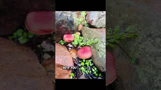 Song of the Unsung Mushroom by Sarah Clarke Stuart