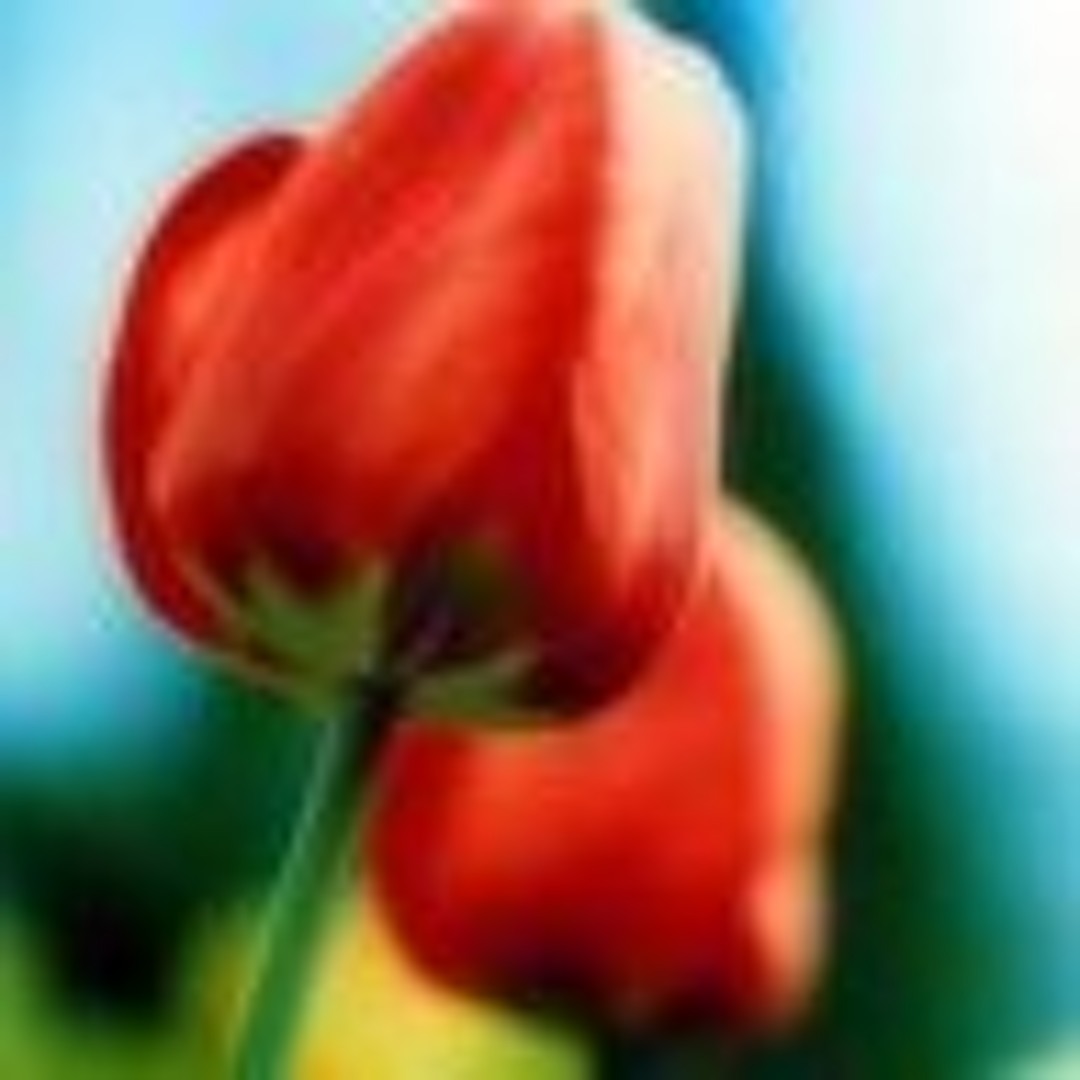 PhoenixRose82’s avatar