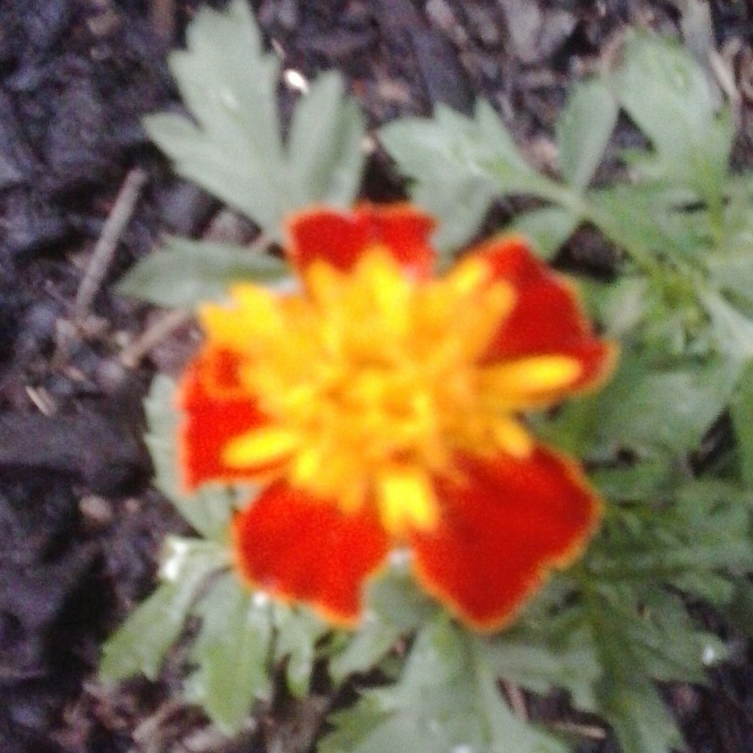 jorge_rhianne’s avatar