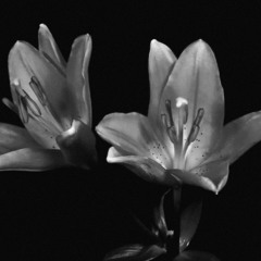 Marknoxx - Love Feat. ILL CamiLLe & JaVonte