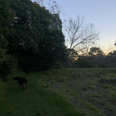 Mist of a dream sample