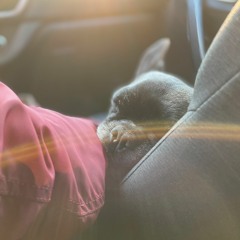 MNSXLP006 - Rivet - L+P-2