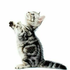 Si Me Caigo (prod. brattysinho)