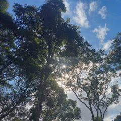 Ecdise - Universal Order