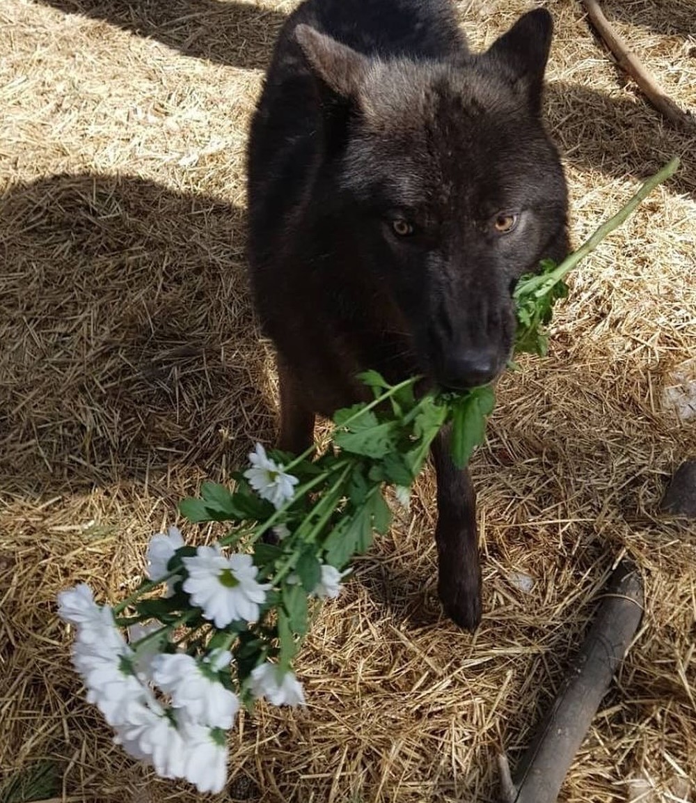 a black wolf holding flowers in their mouth.