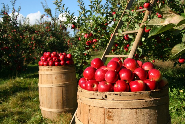 An apple orchard