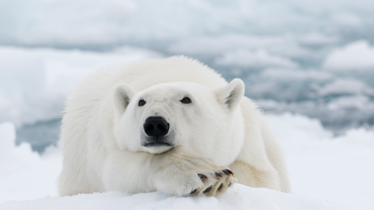 polar bear