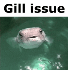 a picture of a fish with the words gill issue written above it