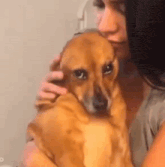 a woman is holding a brown dog in her arms and it is looking at the camera .