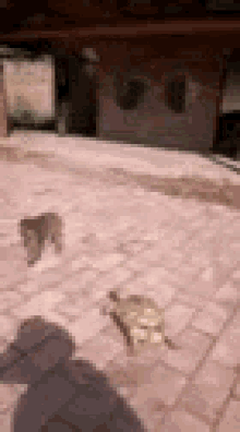 a dog and a turtle are walking on a brick pavement .