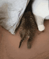 a kitten is laying under a pillow on a person 's stomach