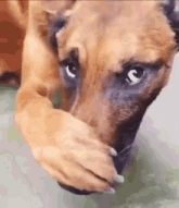 a close up of a brown dog covering its mouth with its paw .