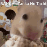 a close up of a hamster 's face with the words bankai zanka no tachi written on the bottom