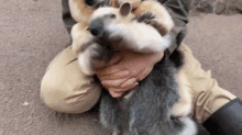 a person is holding a baby aardvark in their hands .