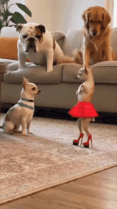 a chihuahua wearing red high heels stands in front of a bulldog
