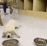 two dogs are playing with a bowl of food in a room .