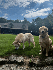 two dogs are playing in the grass in front of a large house