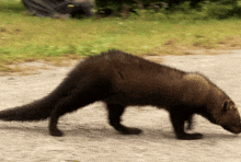 a furry animal with a long tail is walking on a gravel road