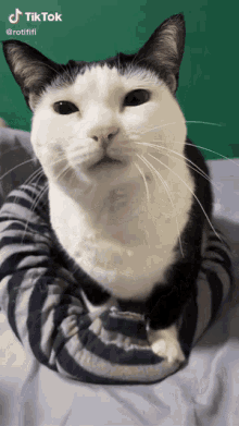 a black and white cat is wrapped in a striped sweater and looking at the camera