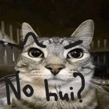 a cat with the words `` no hui ? '' written on its face .