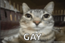 a close up of a cat with the word gay written on its face .