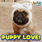 a dog wearing a headband with the words puppy love written on it