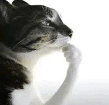 a black and white cat is licking its paw on a white background .
