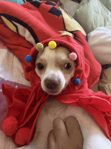 a chihuahua wearing a red cape with pom poms on it