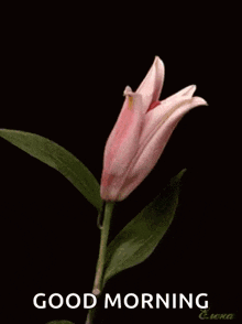 a picture of a pink flower with the words " good morning " below it