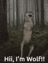 a picture of a wolf with the words hii i 'm wolf