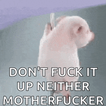 a picture of a pig with the words " do n't fuck it up neither motherfucker " below it