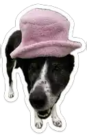 a black and white dog with a pink top hat on