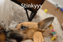 a dog is laying on a person 's lap with the words stinkyy above it