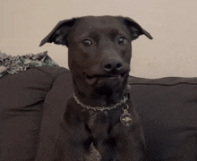 a black dog wearing a collar with the letter a on it sits on a black couch