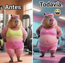 a before and after picture of a capybara wearing pink shorts
