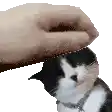 a person is petting a black and white cat with a collar .