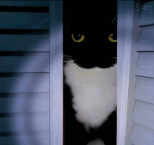 a black and white cat peeking out from behind a door that says 3 am on the bottom