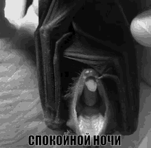 a black and white photo of a bat with its mouth open in a foreign language .