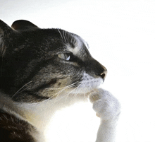 a close up of a cat 's face with a paw on its chin