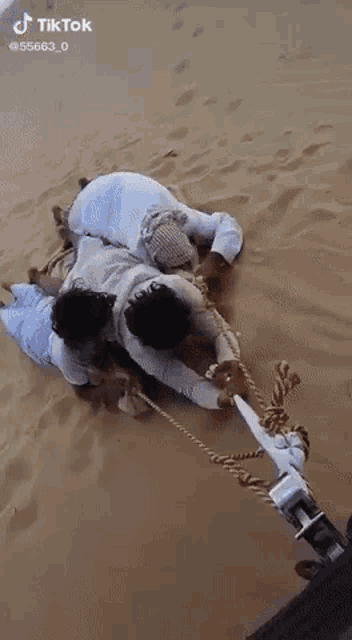 a group of people laying on top of a sand dune pulling a rope .