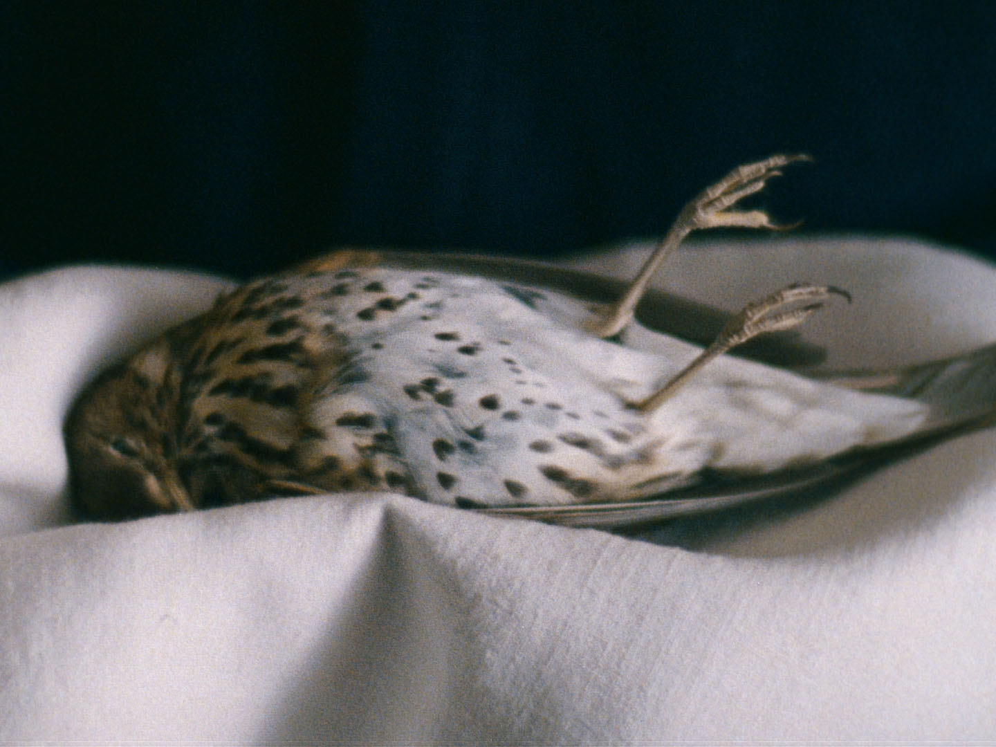 Film Still
