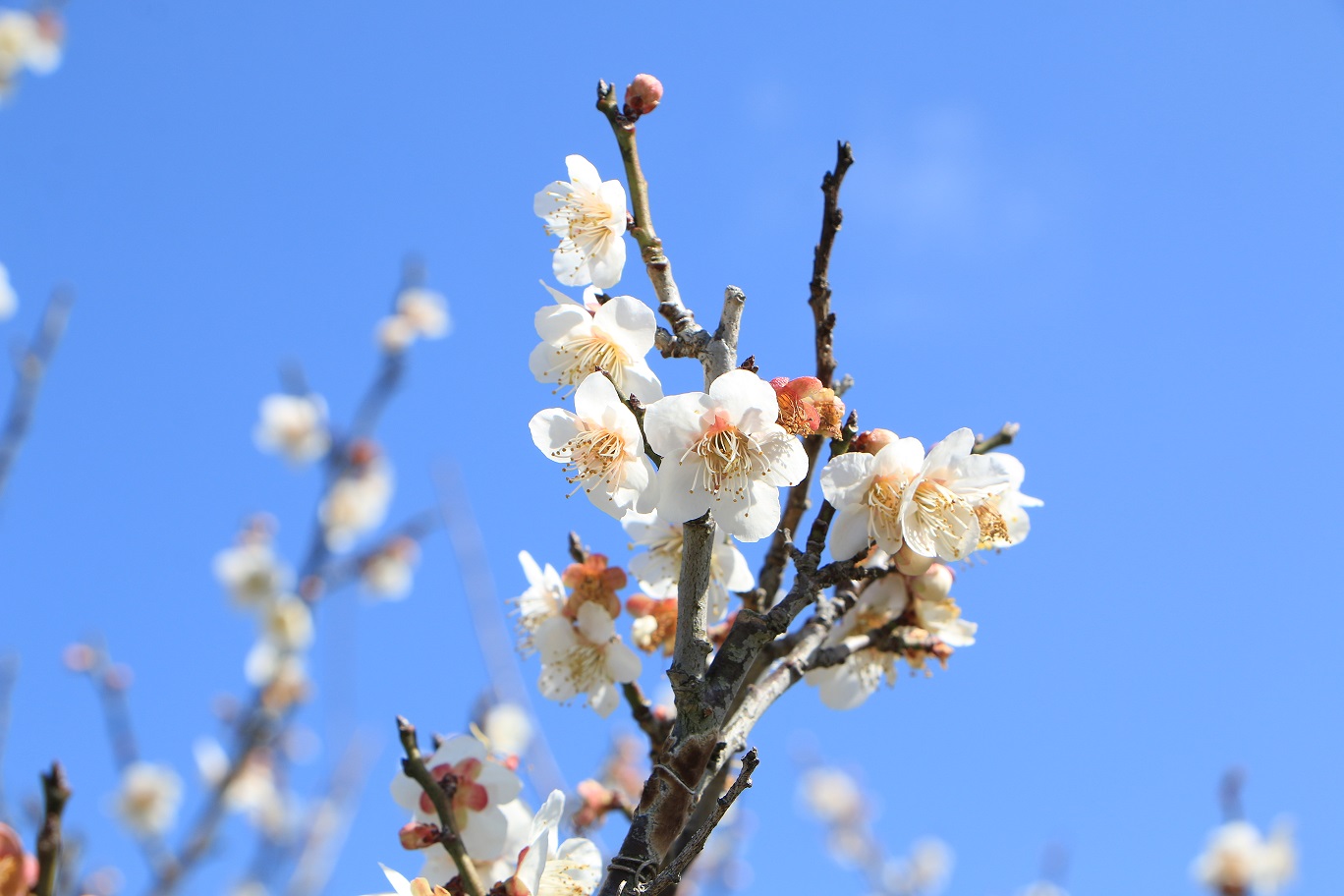 青谷梅林梅まつり