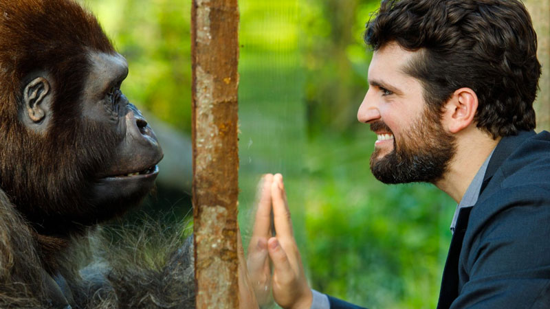 Attenti al gorilla, quando gli animali sono più umani delle persone